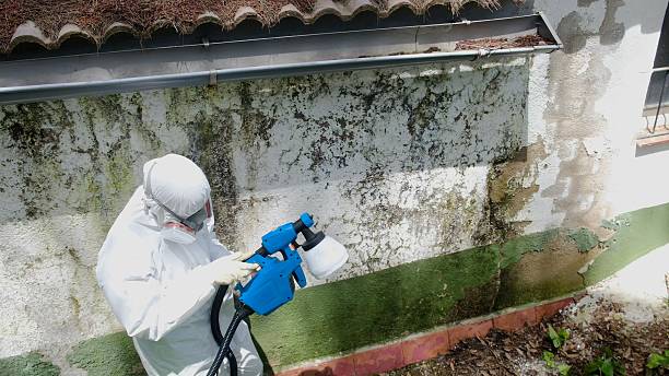 Top rated local Mold Remediation specialists in Gill, CO